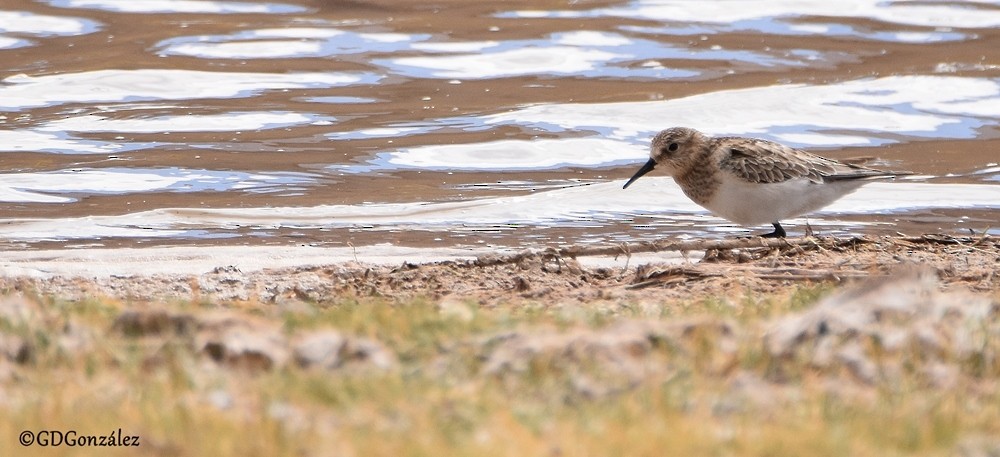 Baird's Sandpiper - ML599221031