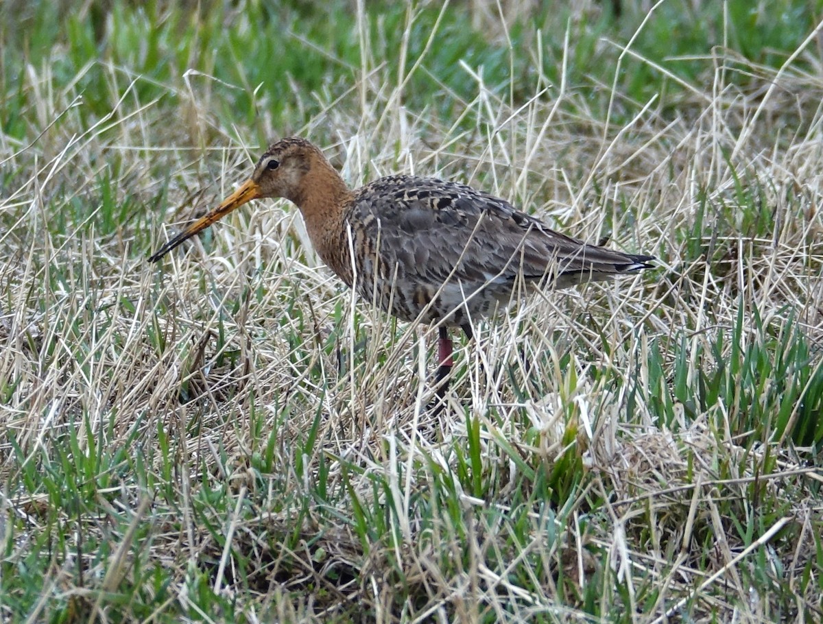 Black-tailed Godwit - ML599222201