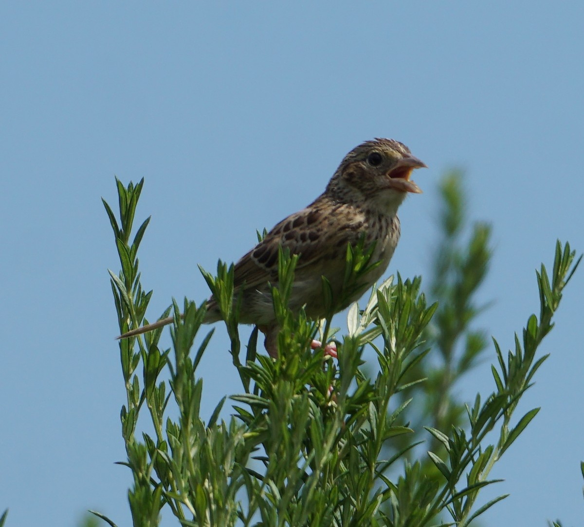 Grasshopper Sparrow - Melody Ragle