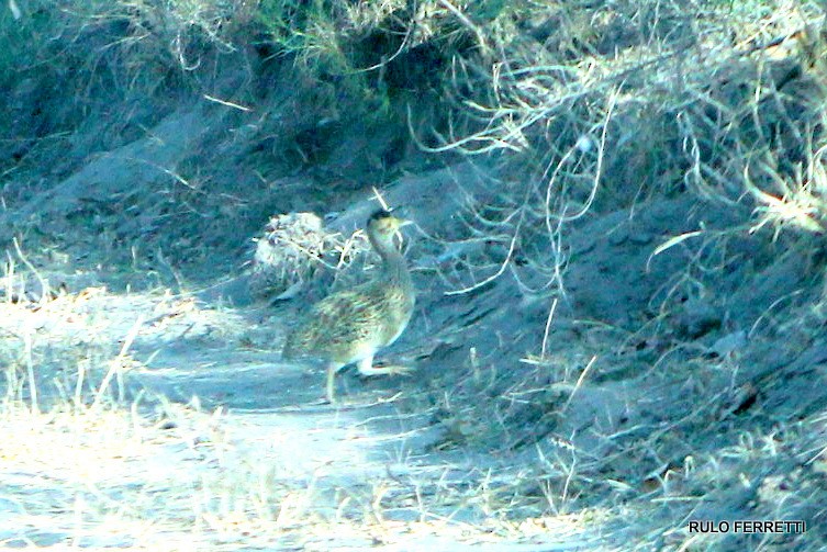 Brushland Tinamou - ML599223531