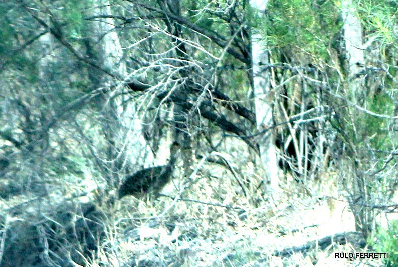 Brushland Tinamou - ML599223541