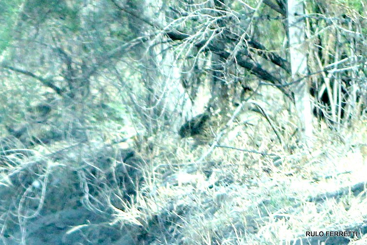 Brushland Tinamou - ML599223551