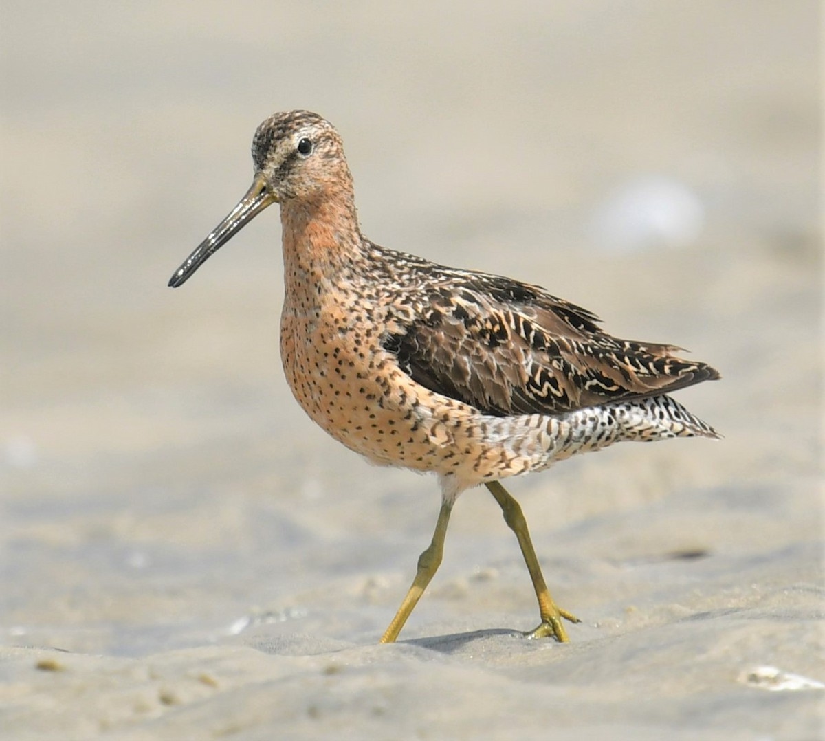 Short-billed Dowitcher - ML599224131