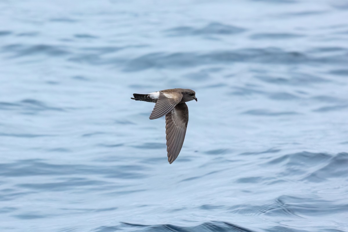 Elliot's Storm-Petrel - ML599224141