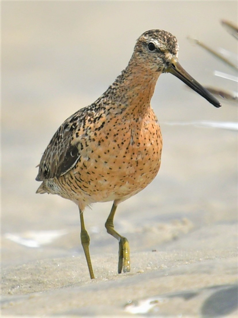 Short-billed Dowitcher - ML599224171