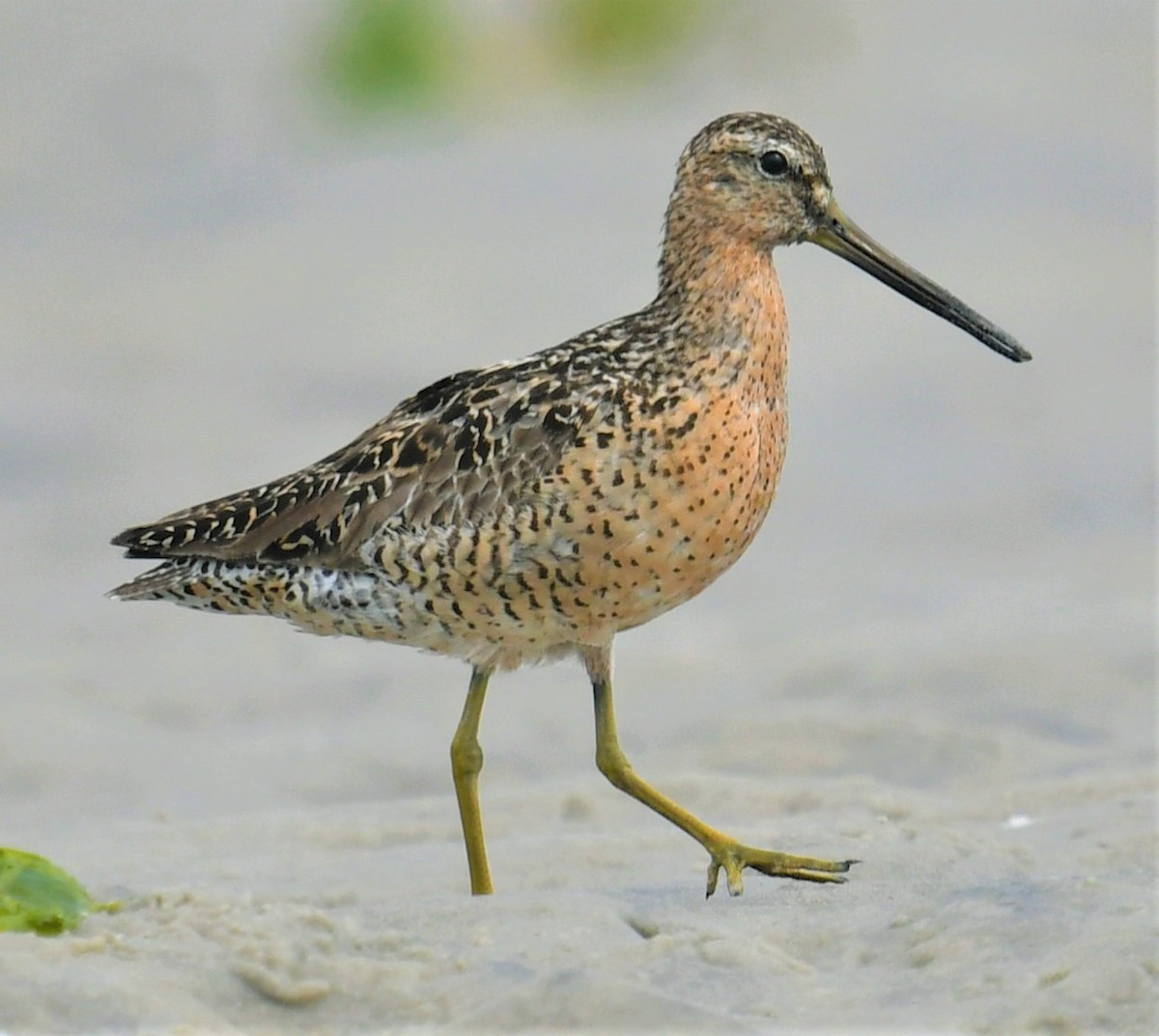 Short-billed Dowitcher - ML599224181