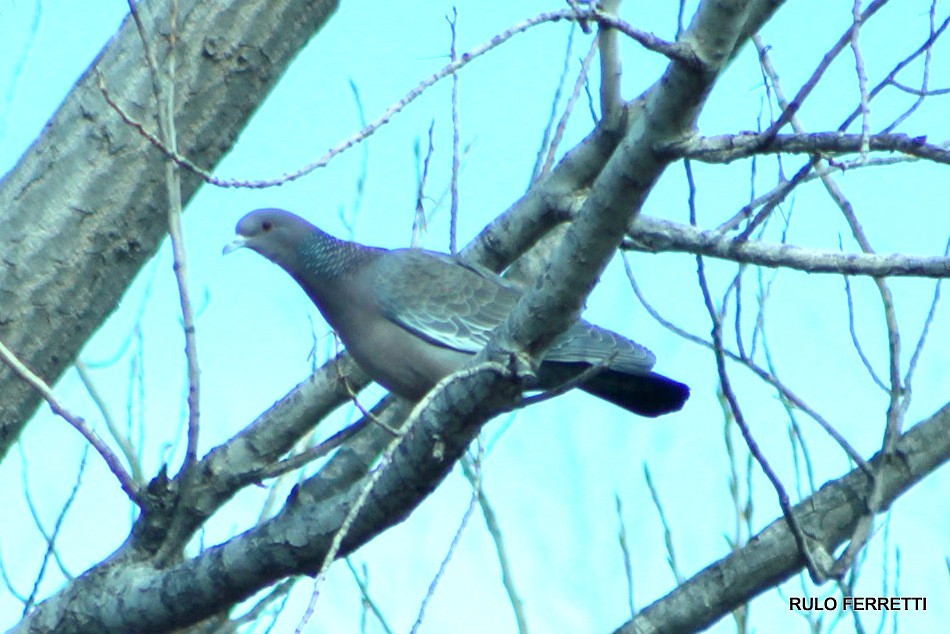 Picazuro Pigeon - ML599224661