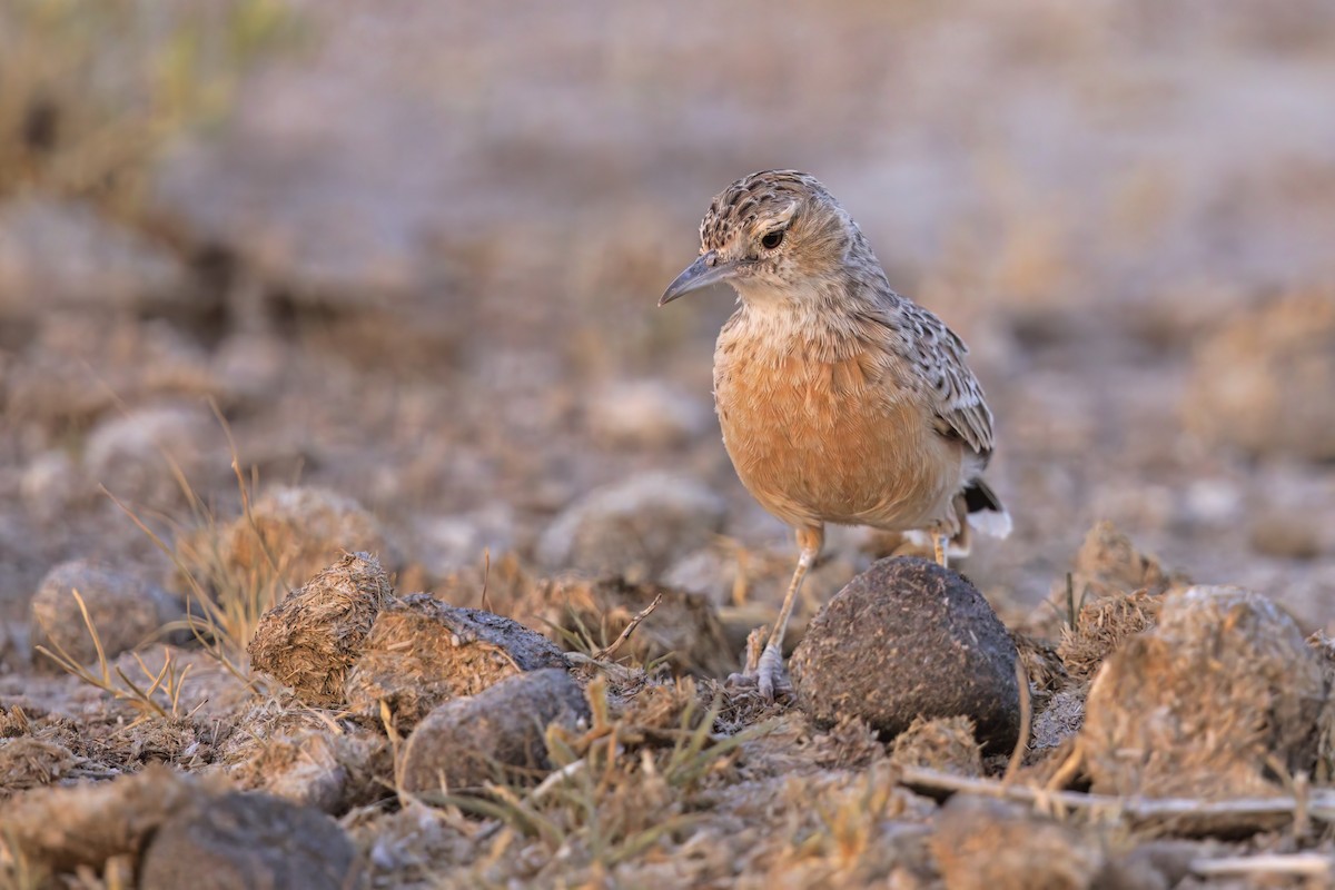 Spike-heeled Lark - ML599225061