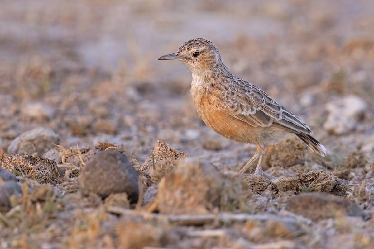 Spike-heeled Lark - ML599225071