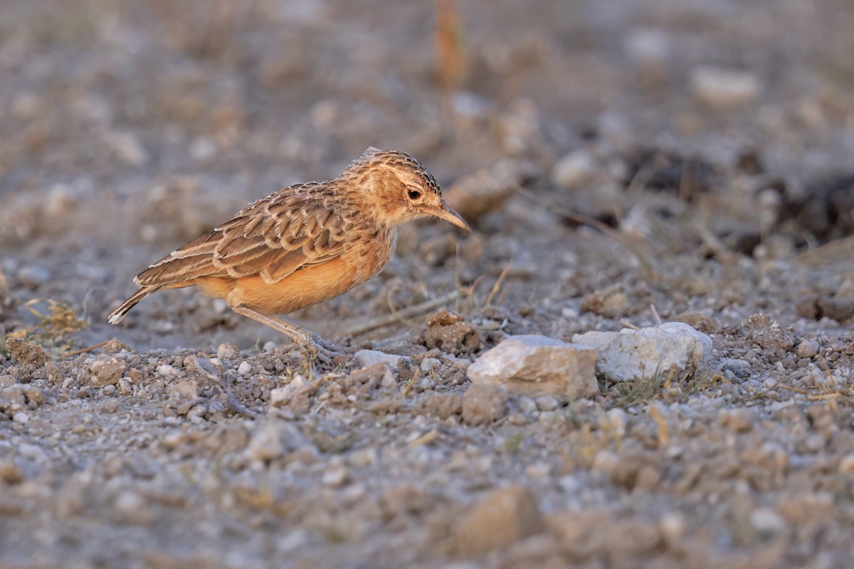 Spike-heeled Lark - ML599225161