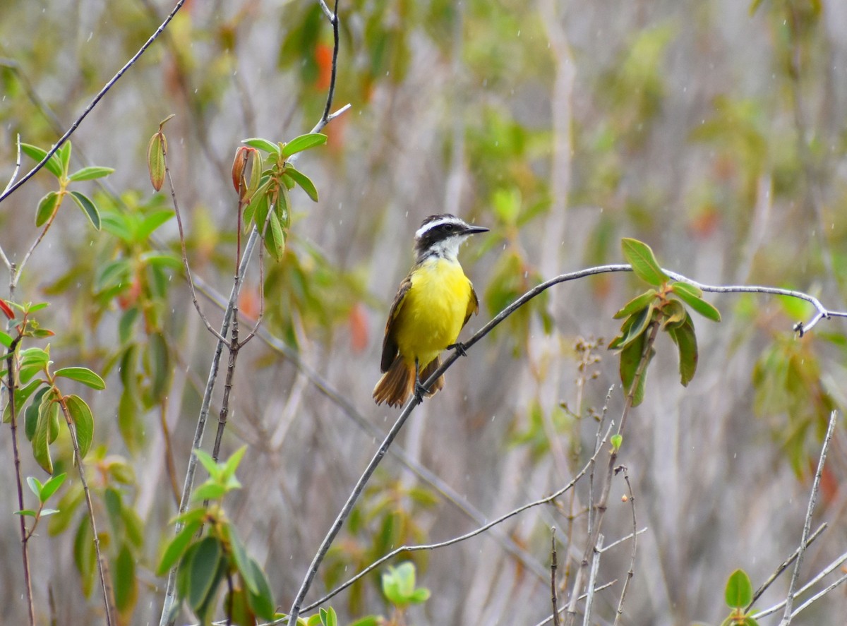 Lesser Kiskadee - ML599225561