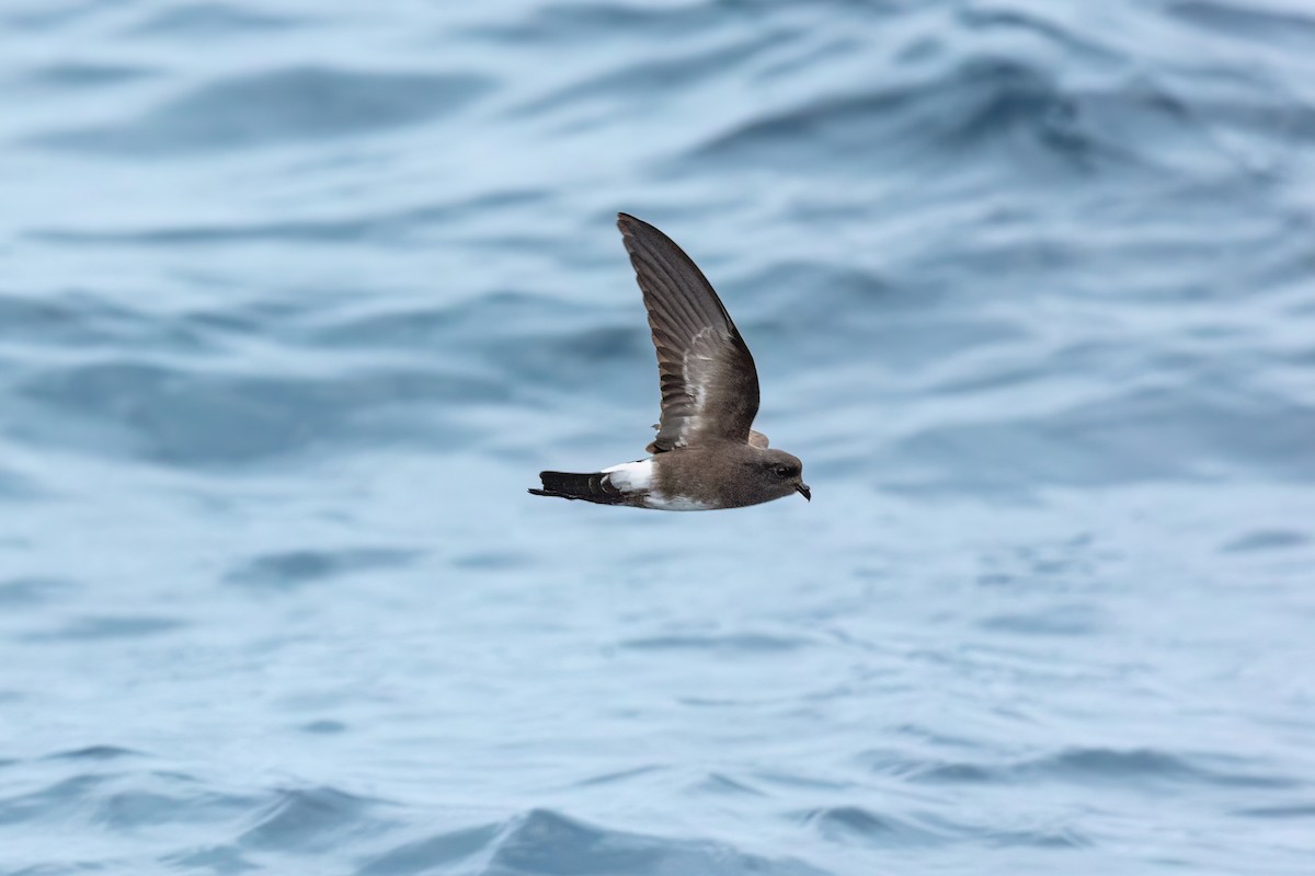 Elliot's Storm-Petrel - ML599226611