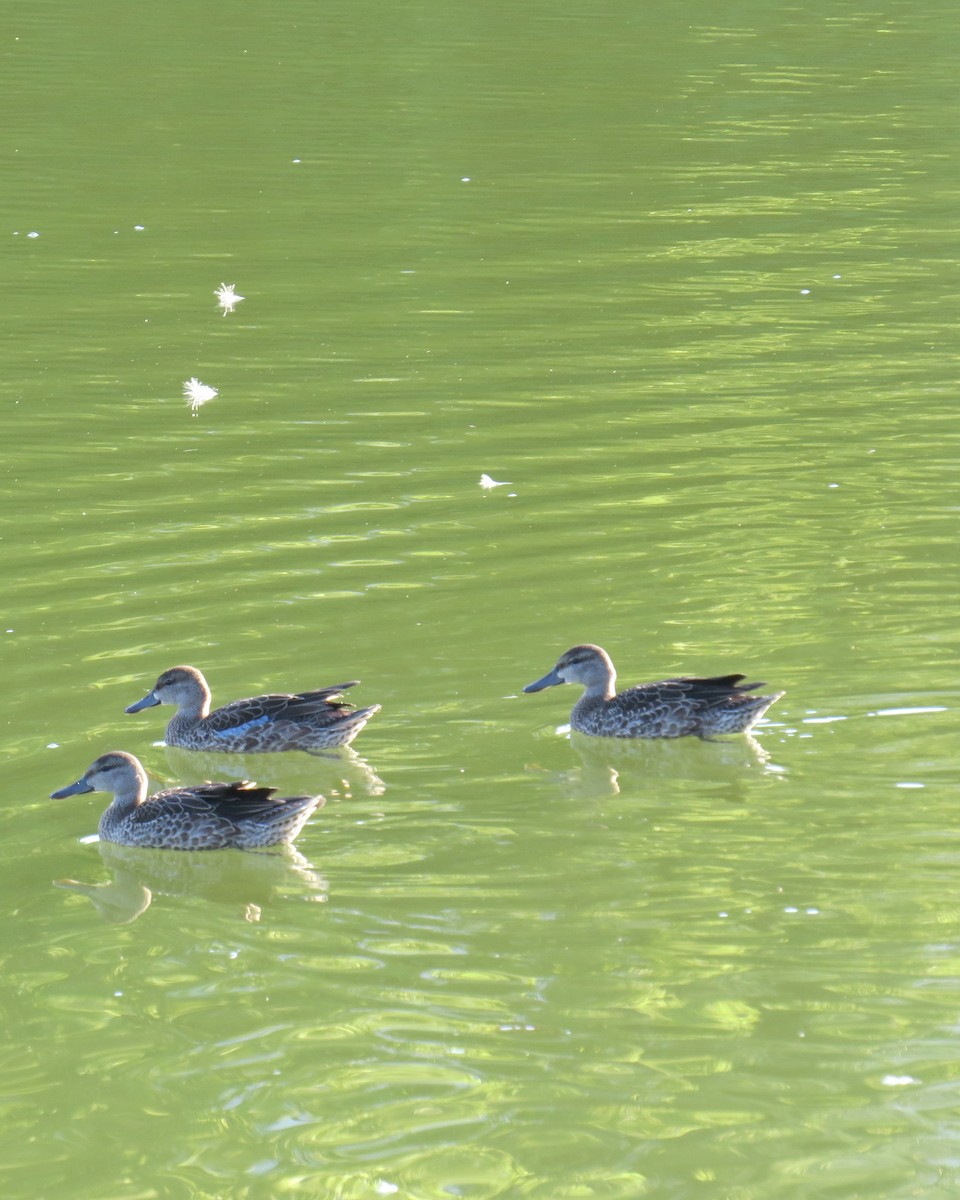 Blue-winged Teal - ML599227651