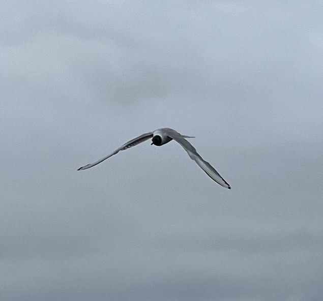 Mouette de Bonaparte - ML599228011