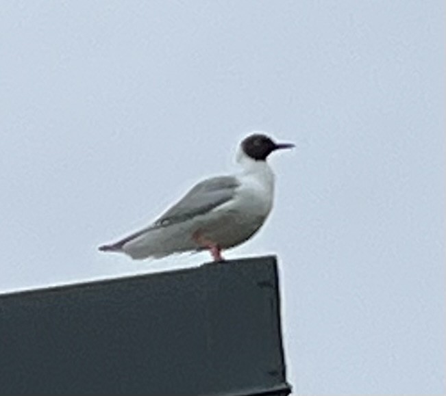 Bonaparte's Gull - ML599228021