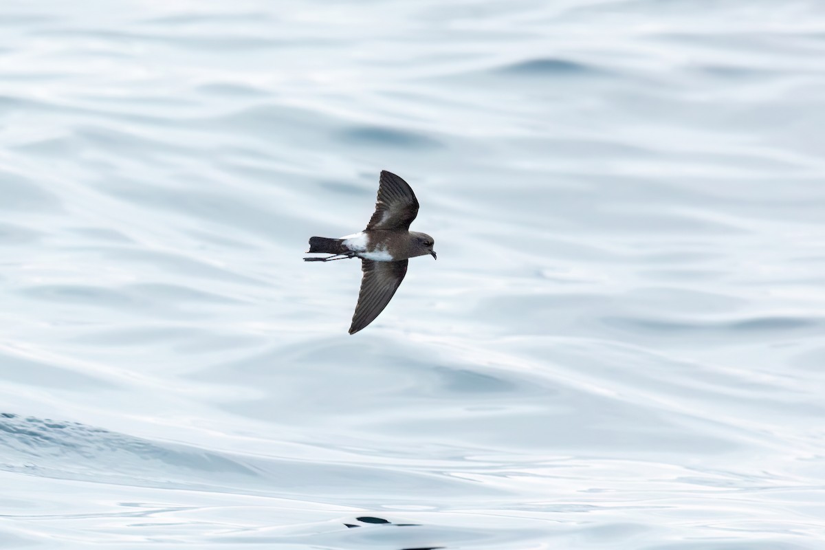 Elliot's Storm-Petrel - ML599228041