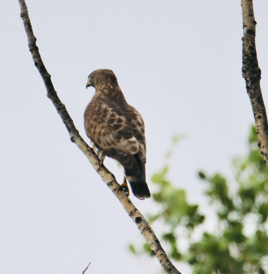 Broad-winged Hawk - Bob Bidney