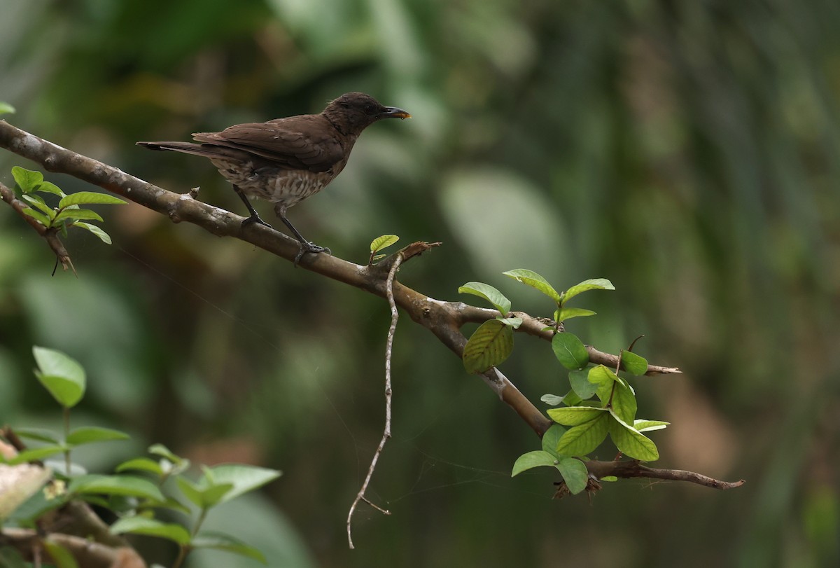 Sao Tome Thrush - ML599231171