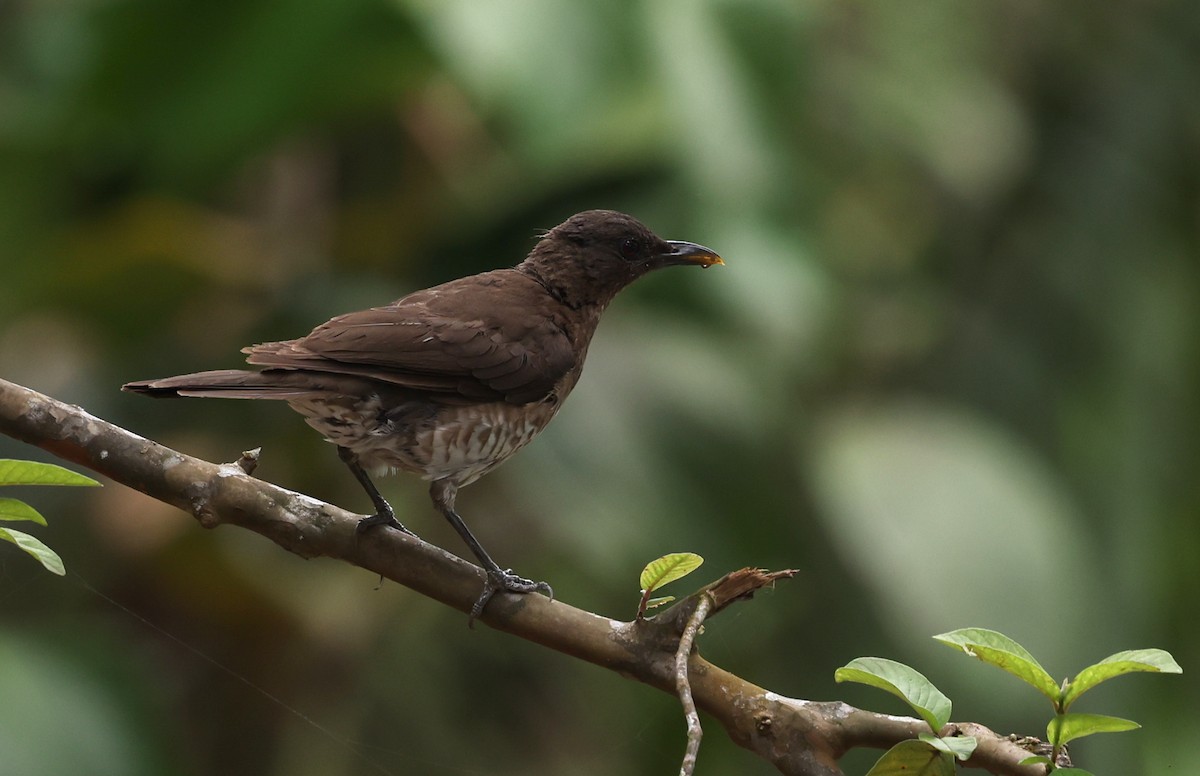 Sao Tome Thrush - ML599231211