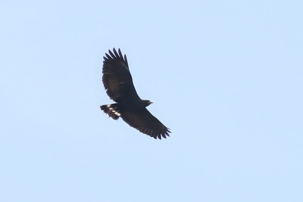 Common Black Hawk - Scott Timmer