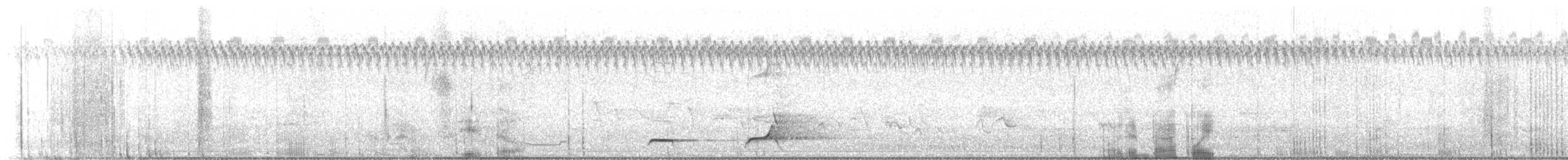 nordkrattvaktel (virginianus gr.) - ML599231891