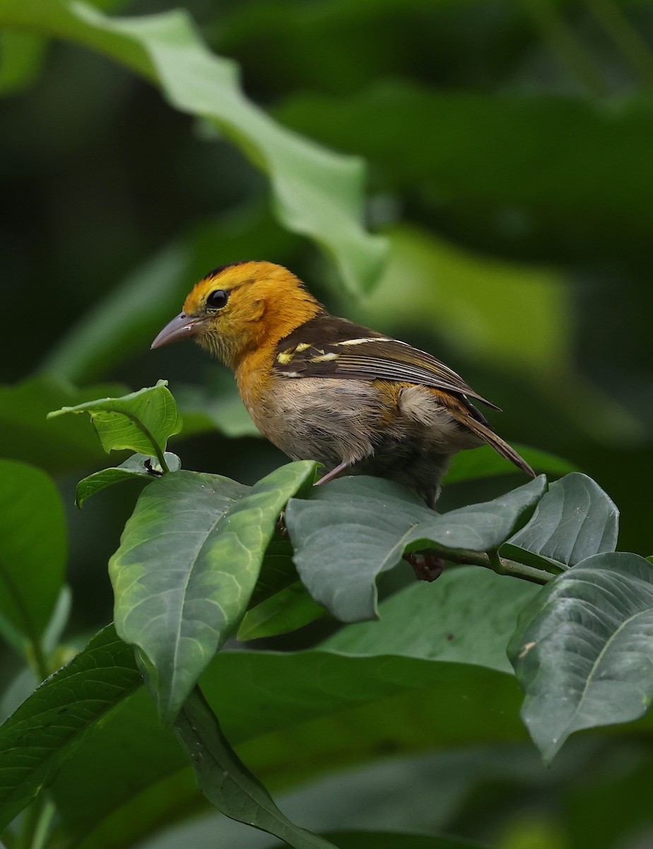 Sao Tome Weaver - Kasper R. Berg