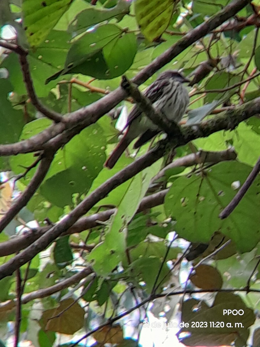 Sulphur-bellied Flycatcher - ML599233721