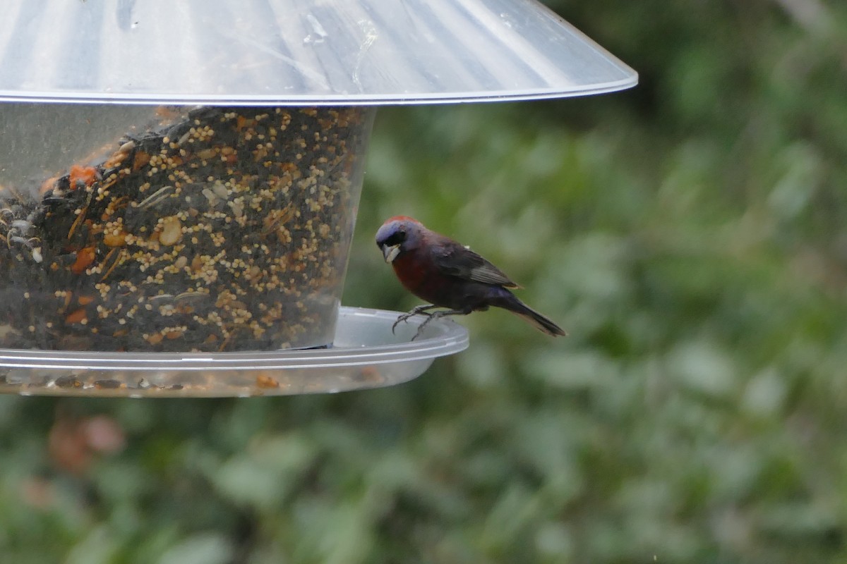 Varied Bunting - ML599234031