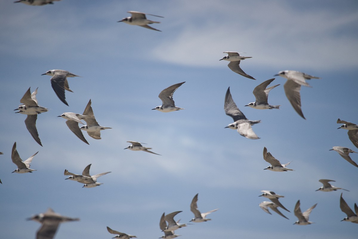 Black Tern - ML599234181