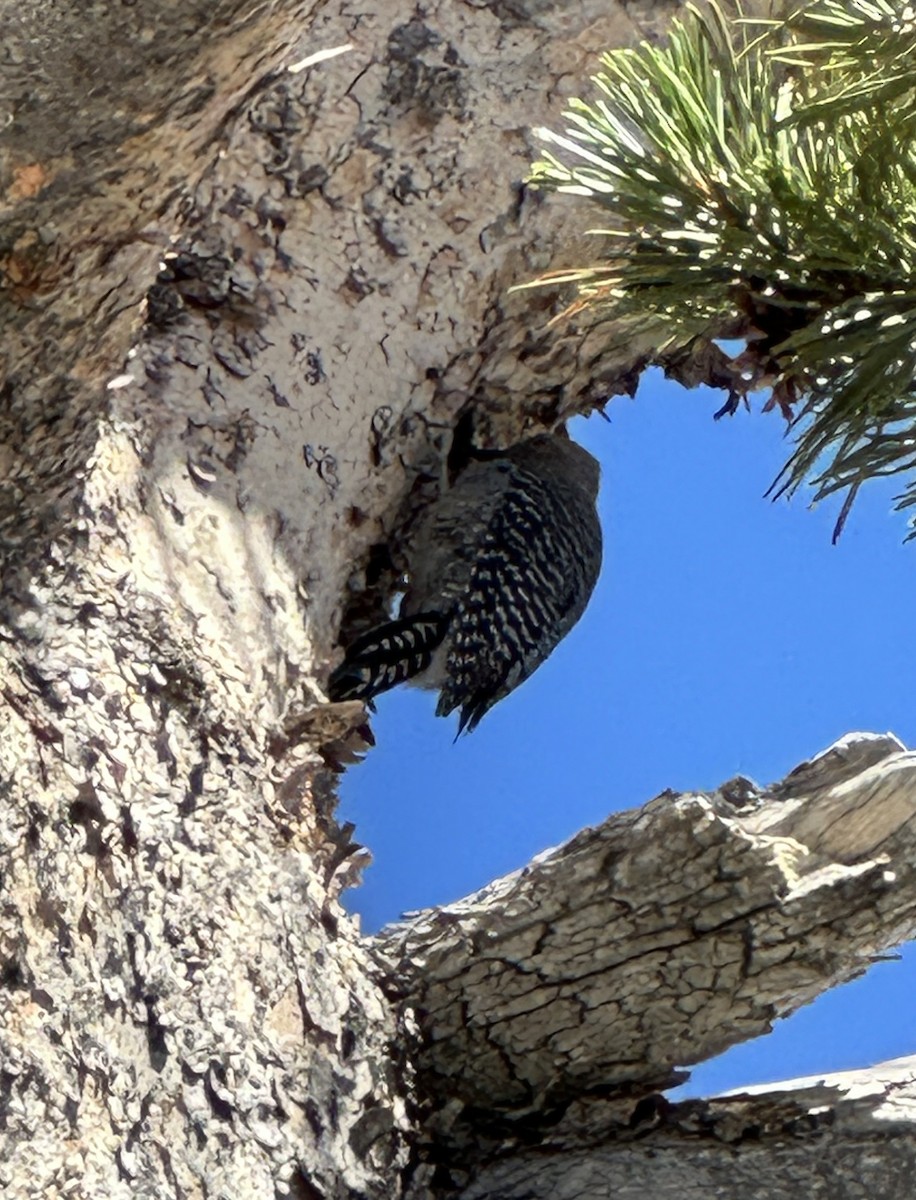 Williamson's Sapsucker - ML599234201