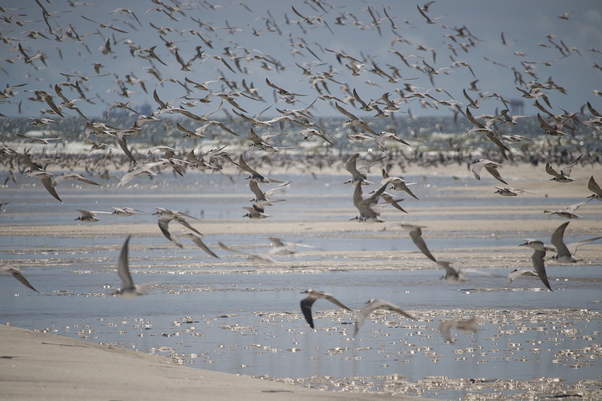 Black Tern - ML599234251