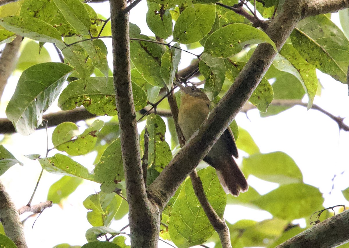 Gray-cheeked Tit-Babbler - ML599234321