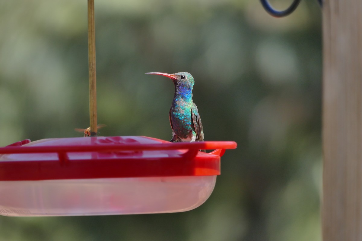 Broad-billed Hummingbird - ML599234331