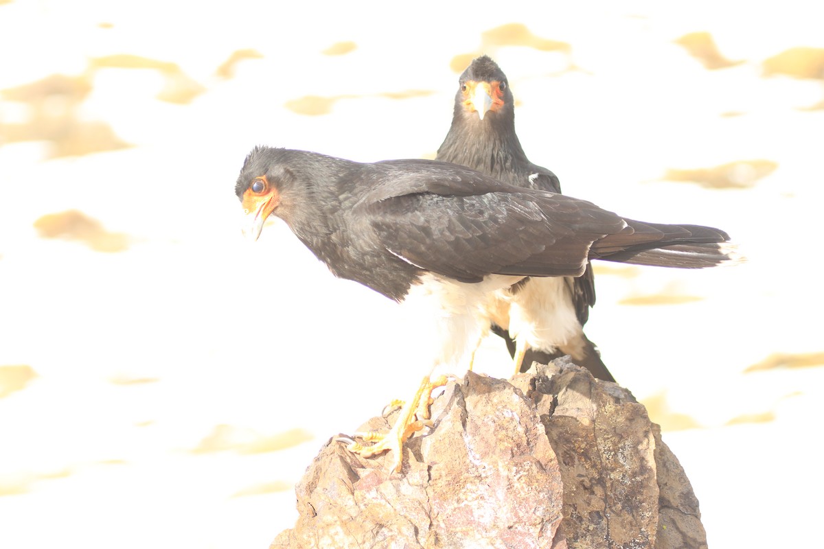 Mountain Caracara - ML599234341