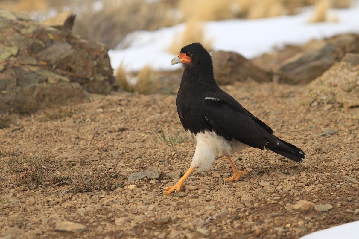 Caracara montagnard - ML599234361