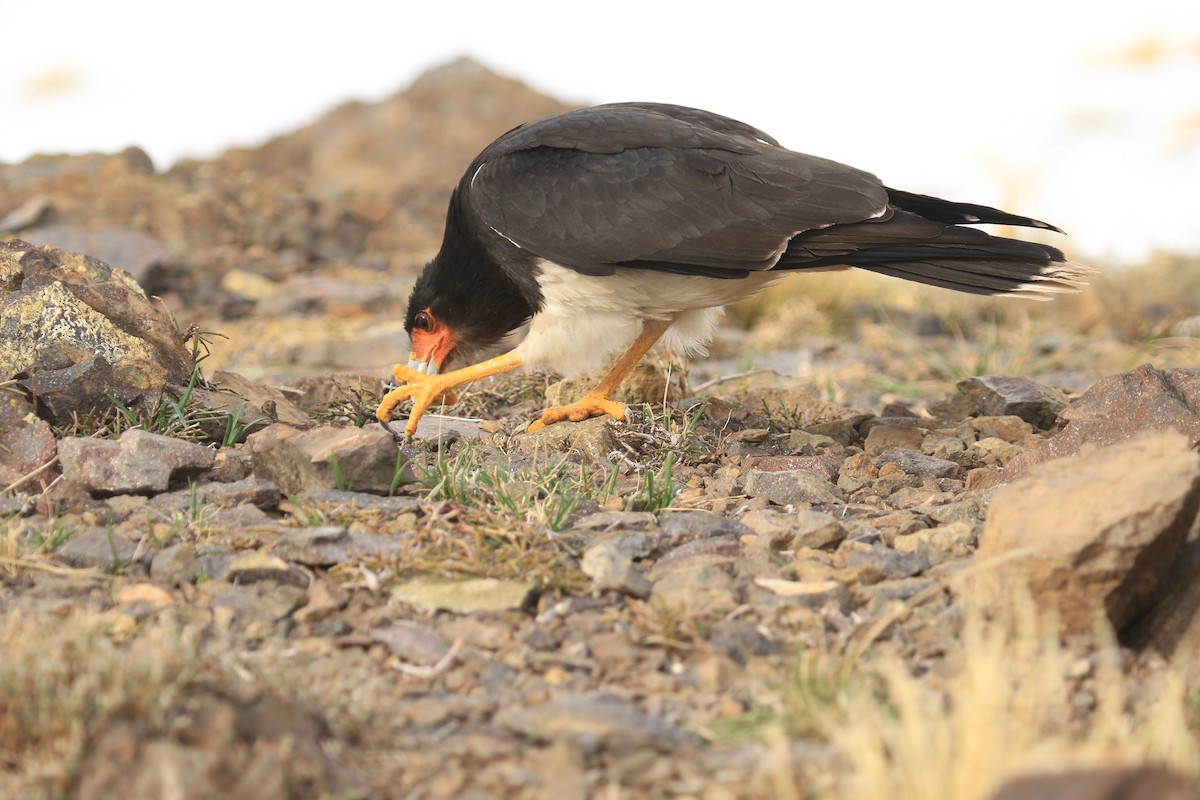 Caracara montagnard - ML599234371