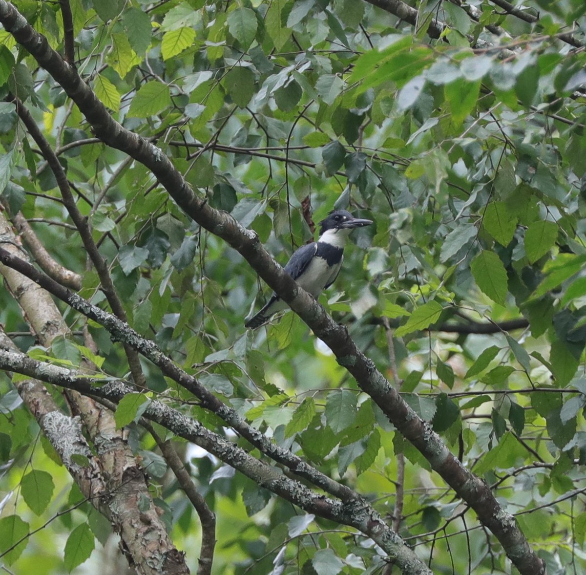 Belted Kingfisher - ML599234431