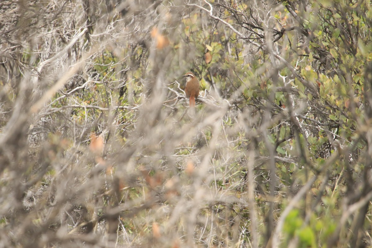 White-throated Tapaculo - ML599234561