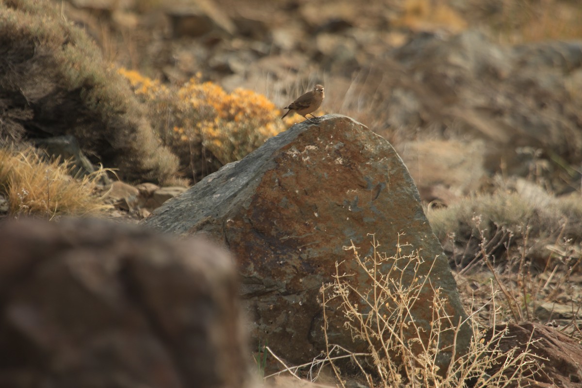 Rufous-banded Miner - ML599234641