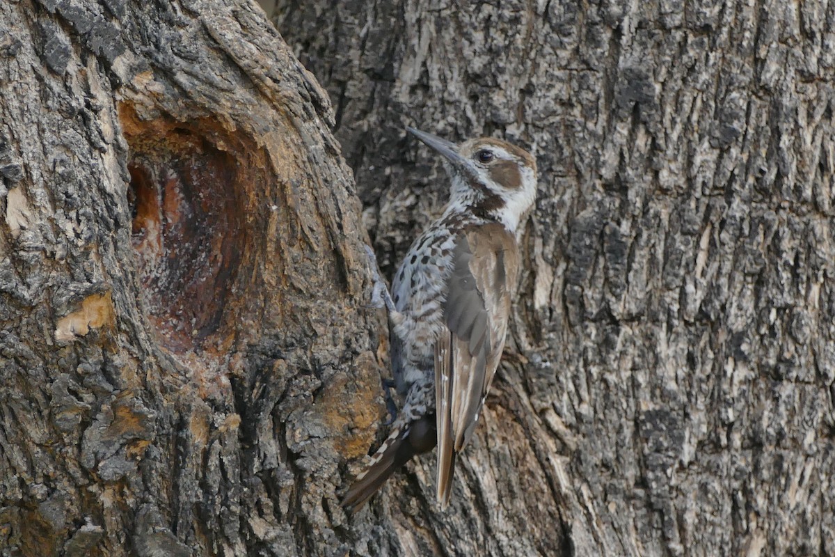 Arizona Woodpecker - ML599235351