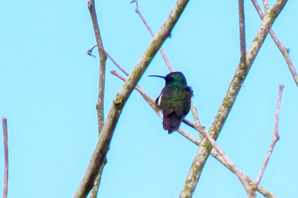 kolibřík tropický - ML599235581