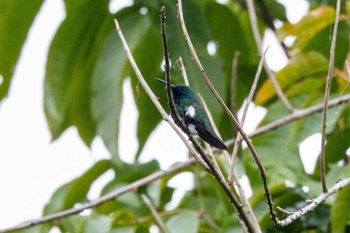 kolibřík tropický - ML599235591