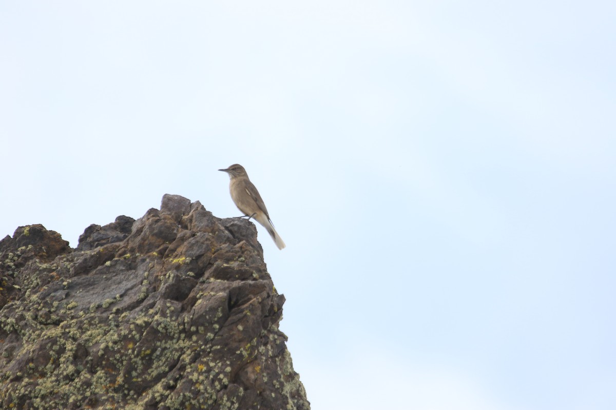 Black-billed Shrike-Tyrant - ML599235611