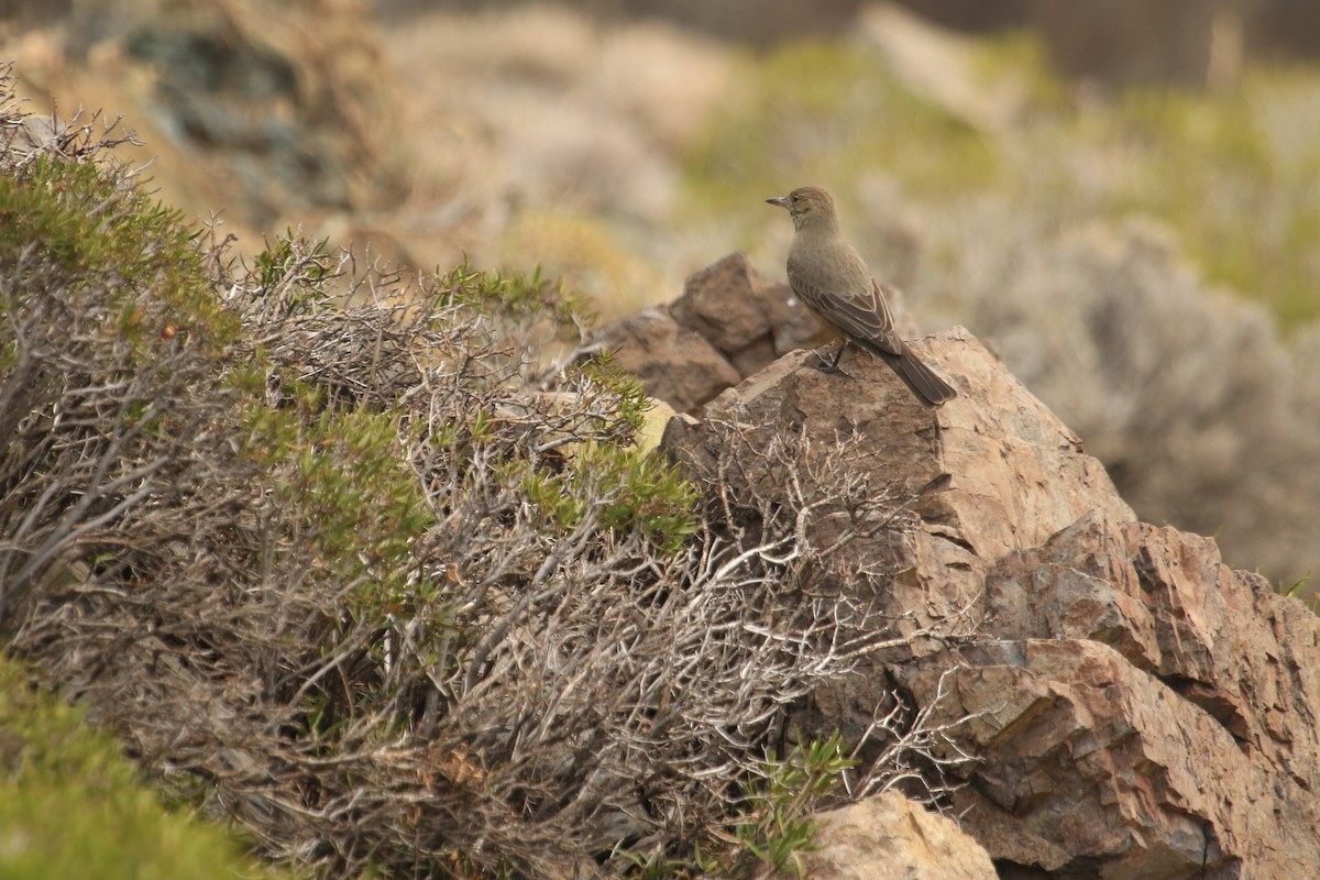 Great Shrike-Tyrant - ML599235721