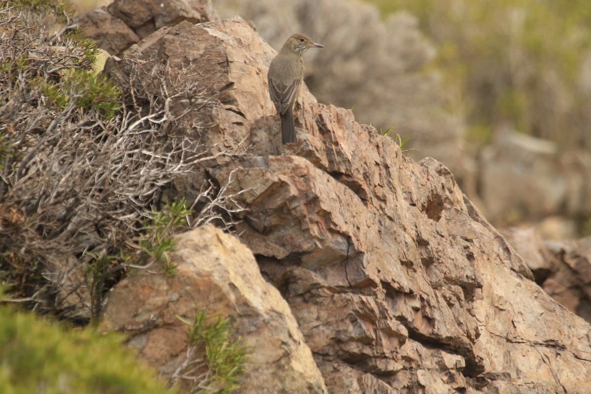 Great Shrike-Tyrant - ML599235741