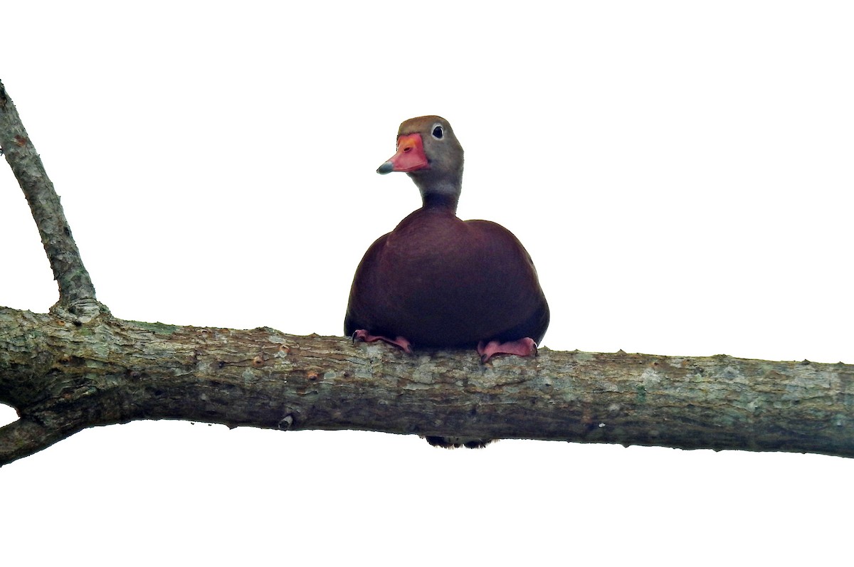 Black-bellied Whistling-Duck - ML59923591