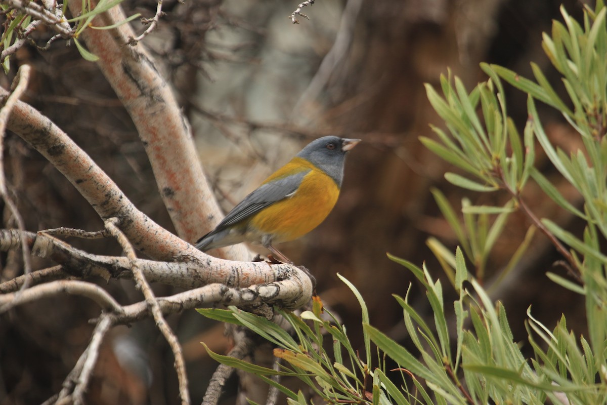 Gray-hooded Sierra Finch - Darwin Moreno