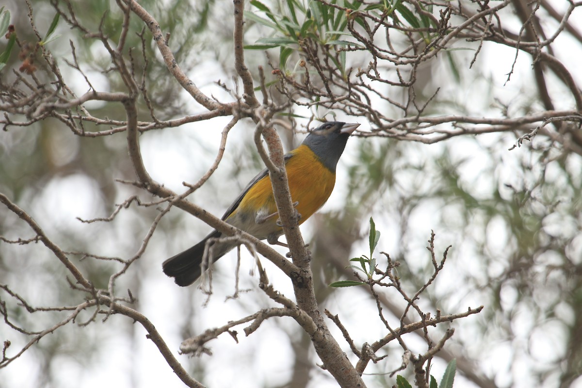 Gray-hooded Sierra Finch - ML599235951