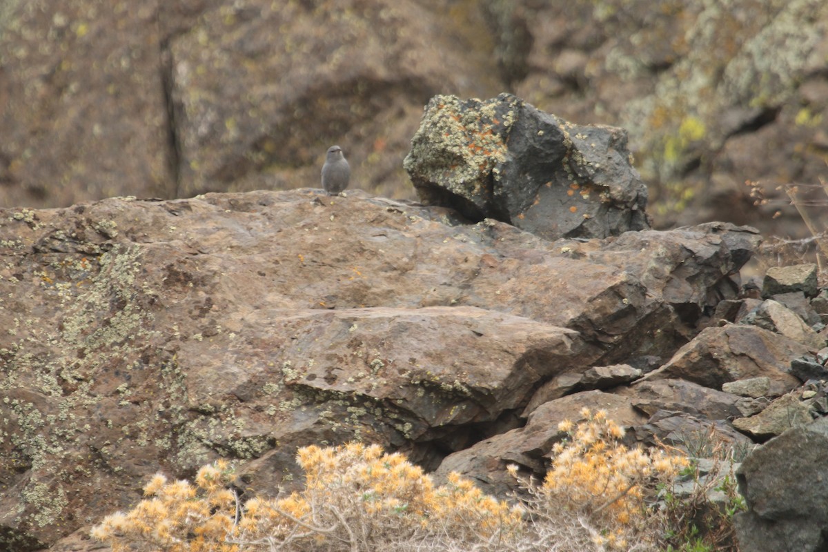 Plumbeous Sierra Finch - Darwin Moreno