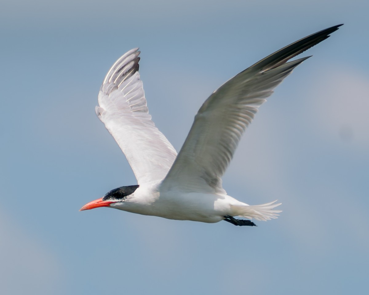 Caspian Tern - Carey Sherrill